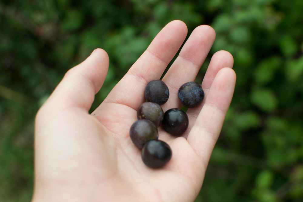 Sloe Blackthorn Berries Health Benefits