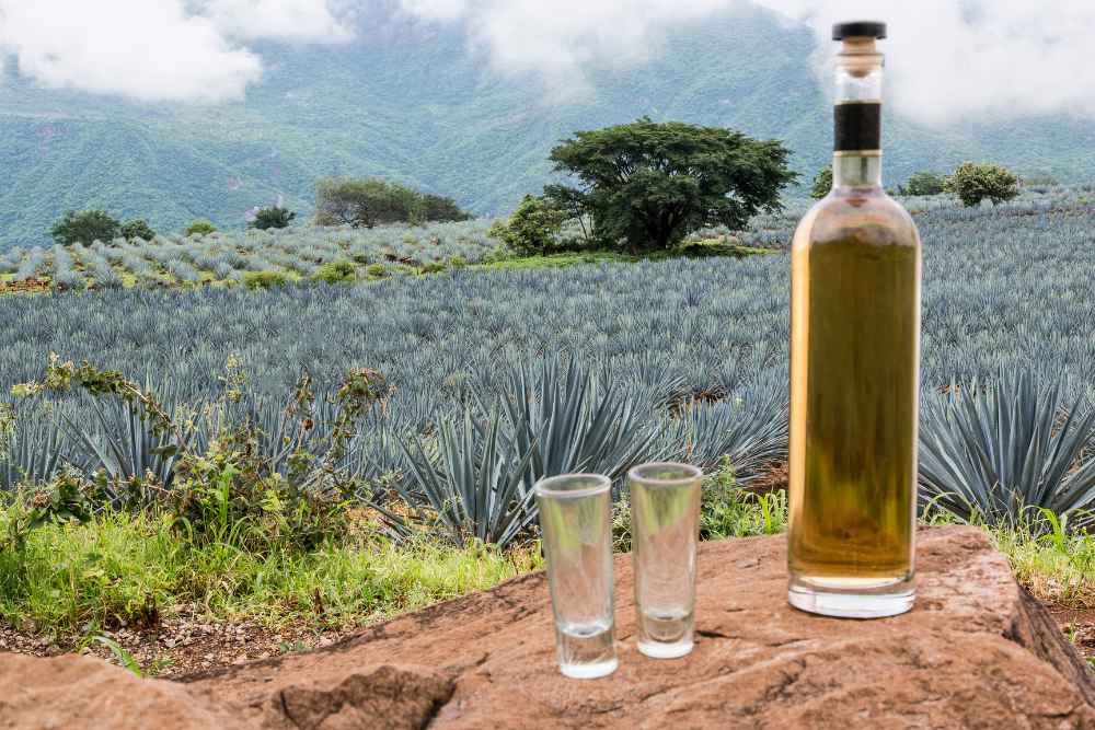 Tequila Bottle in Field of Blue Agave Plants